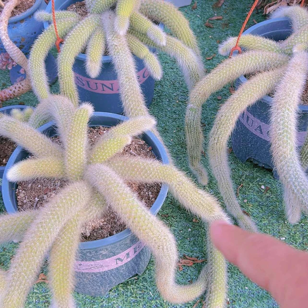 【闪购商品】大群无砍九尾狐19.9