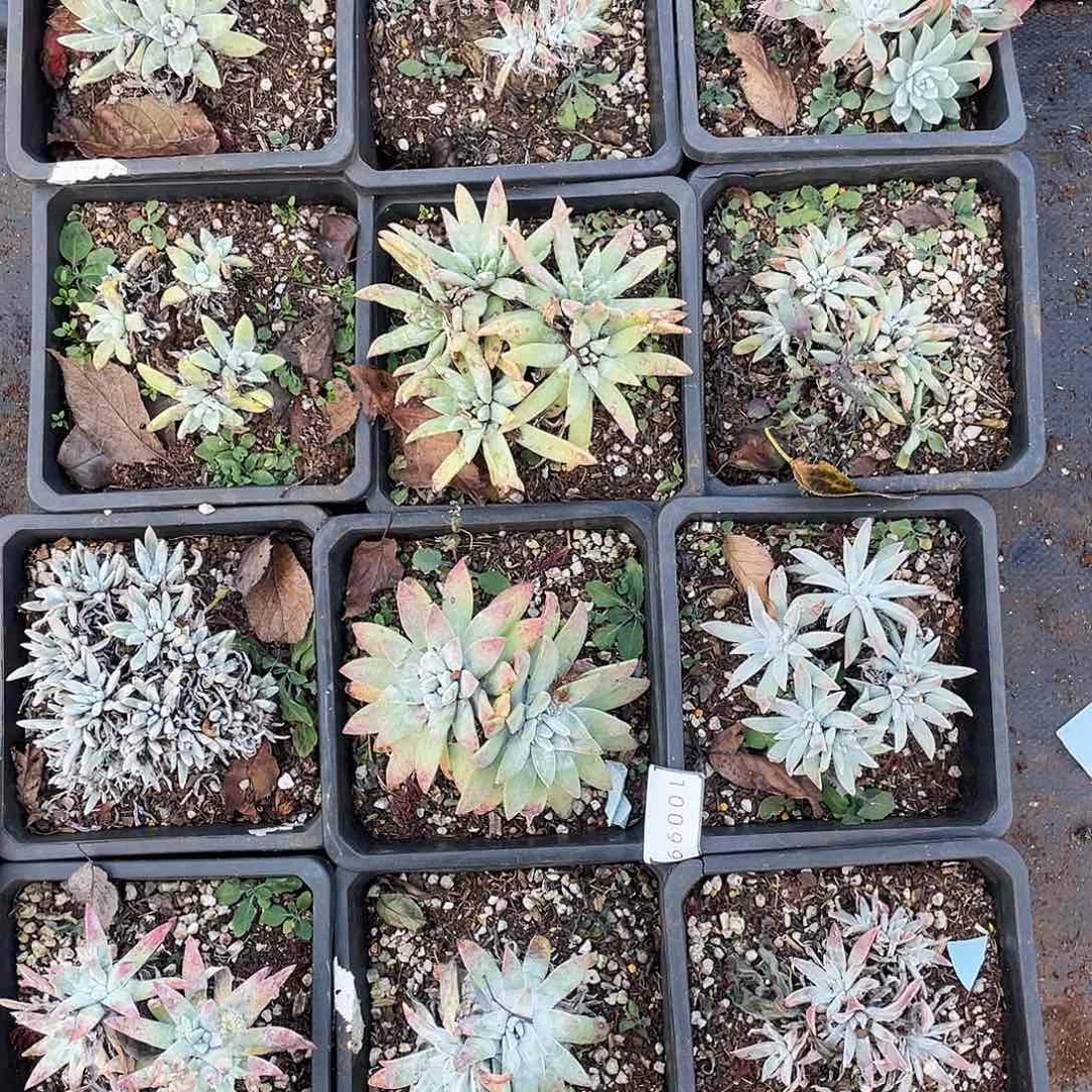特价不售后老桩12颗10099