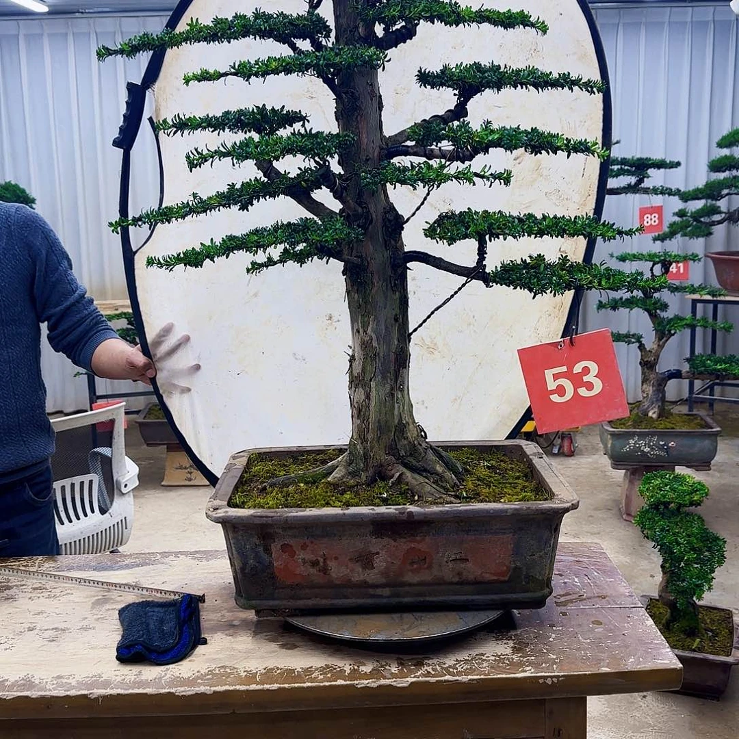 无花朵000000000000000