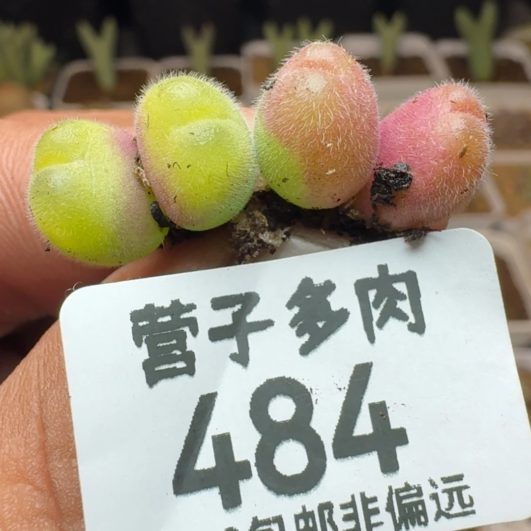 长毛两颗双头。