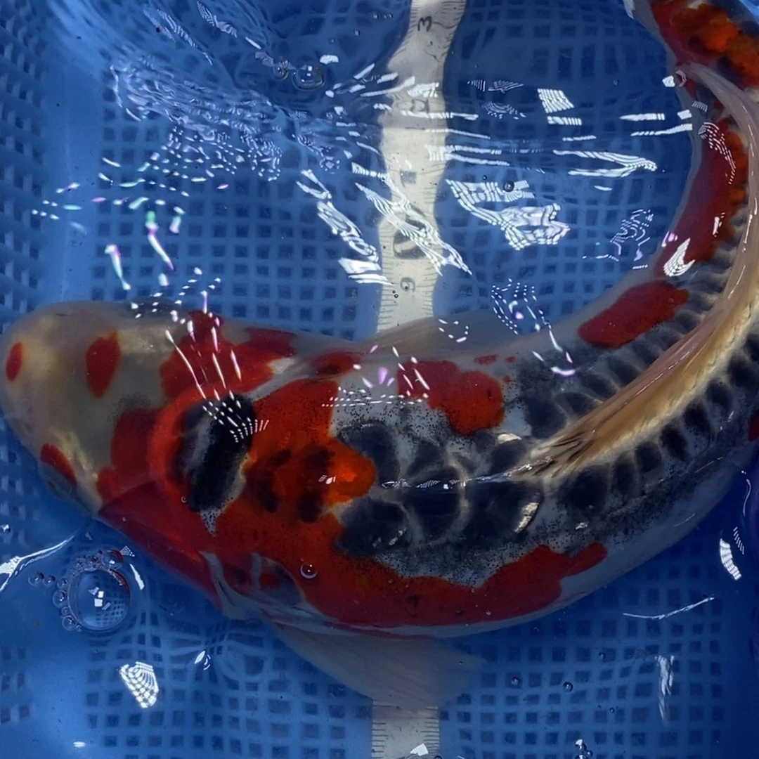 锦鲤冷水锦鲤包邮