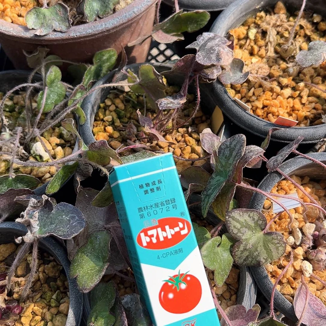 红陶顺丰到付。