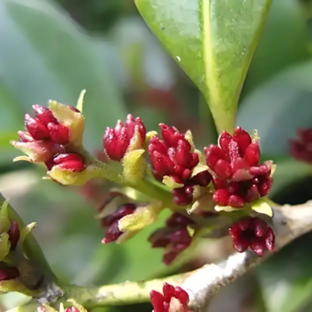 中华蚊母，赤楠，黄荆老桩室内外好养四季常青景观盆栽