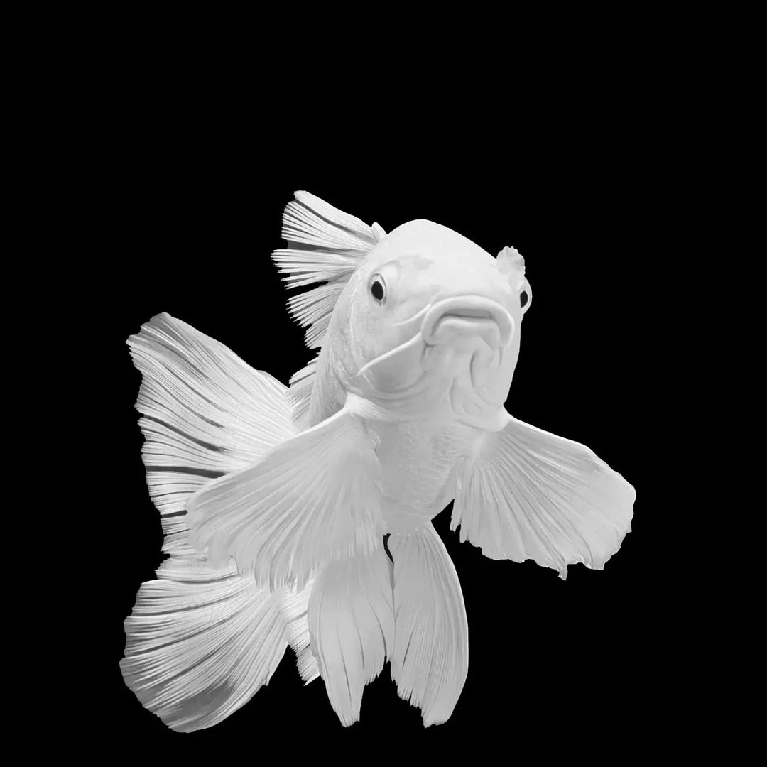 定价链接/精品蝴蝶鲤/渔场直售/包活包损