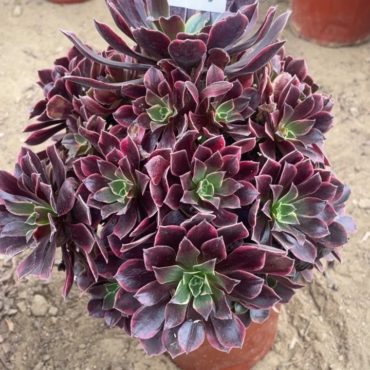 无花朵299多肉植物保护金丝雀