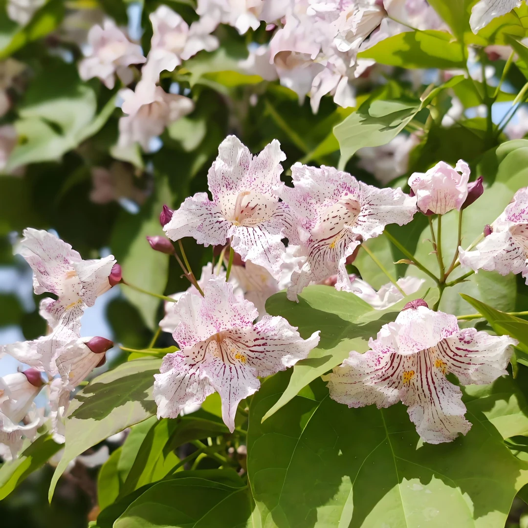 楸花楸树花泡茶干净无杂质精挑细选真材实料自然晾晒清香四溢
