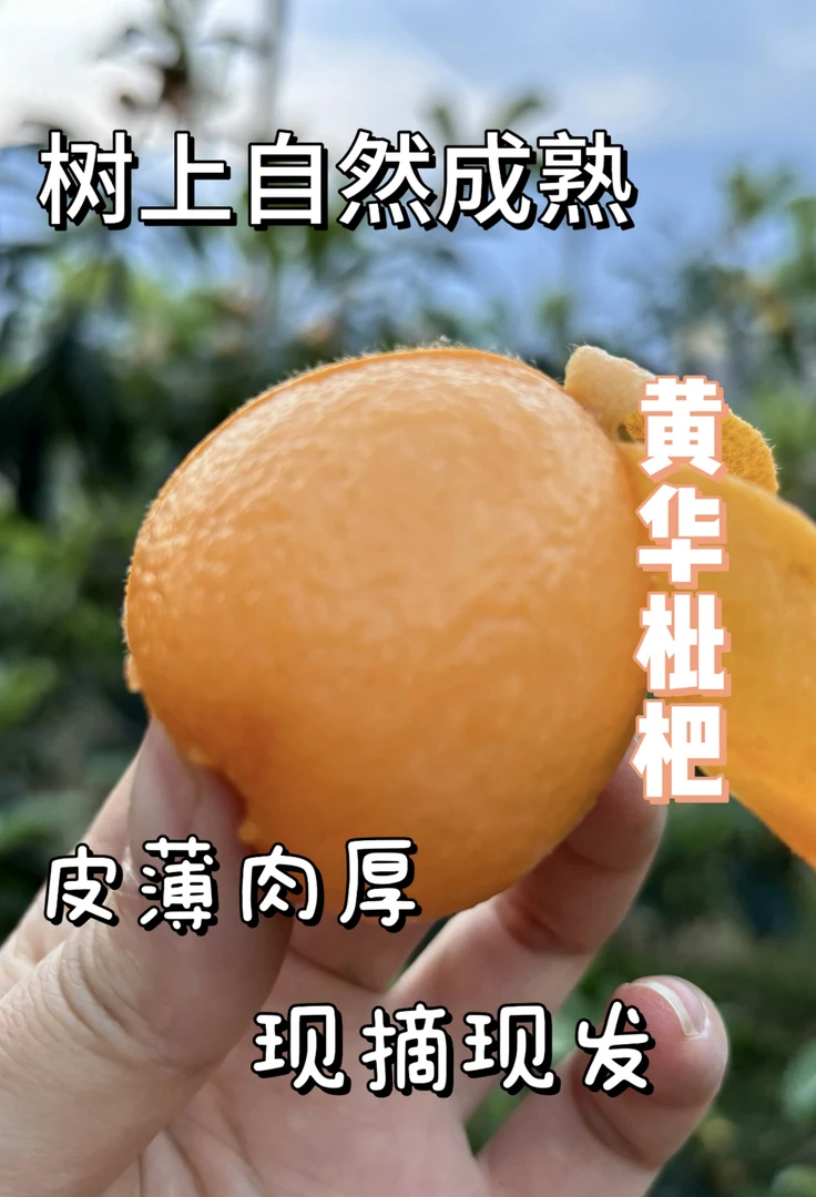 永善黄华枇杷】鲜果现摘.新鲜当季.清甜多汁孕妇水果