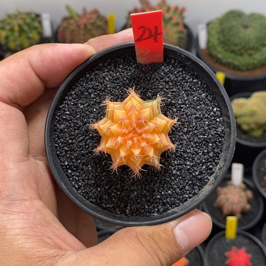 树*精品米哈——脱土发货