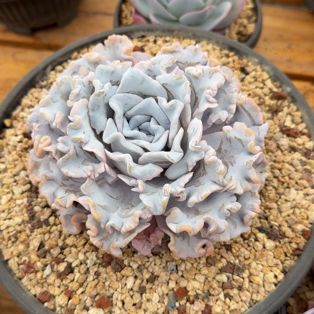 多肉植物一物一拍