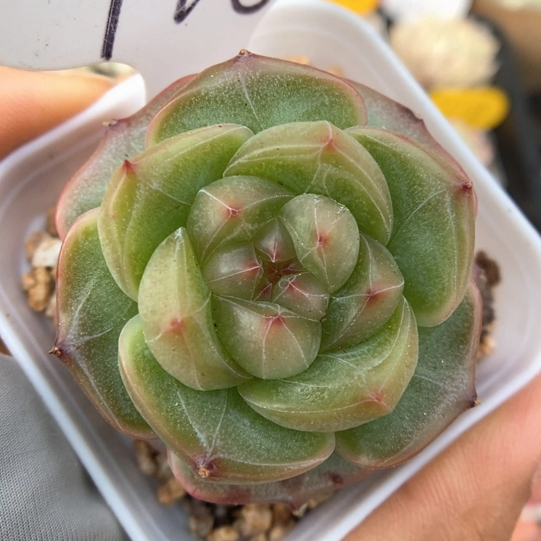 气泡珍妮可拍418号