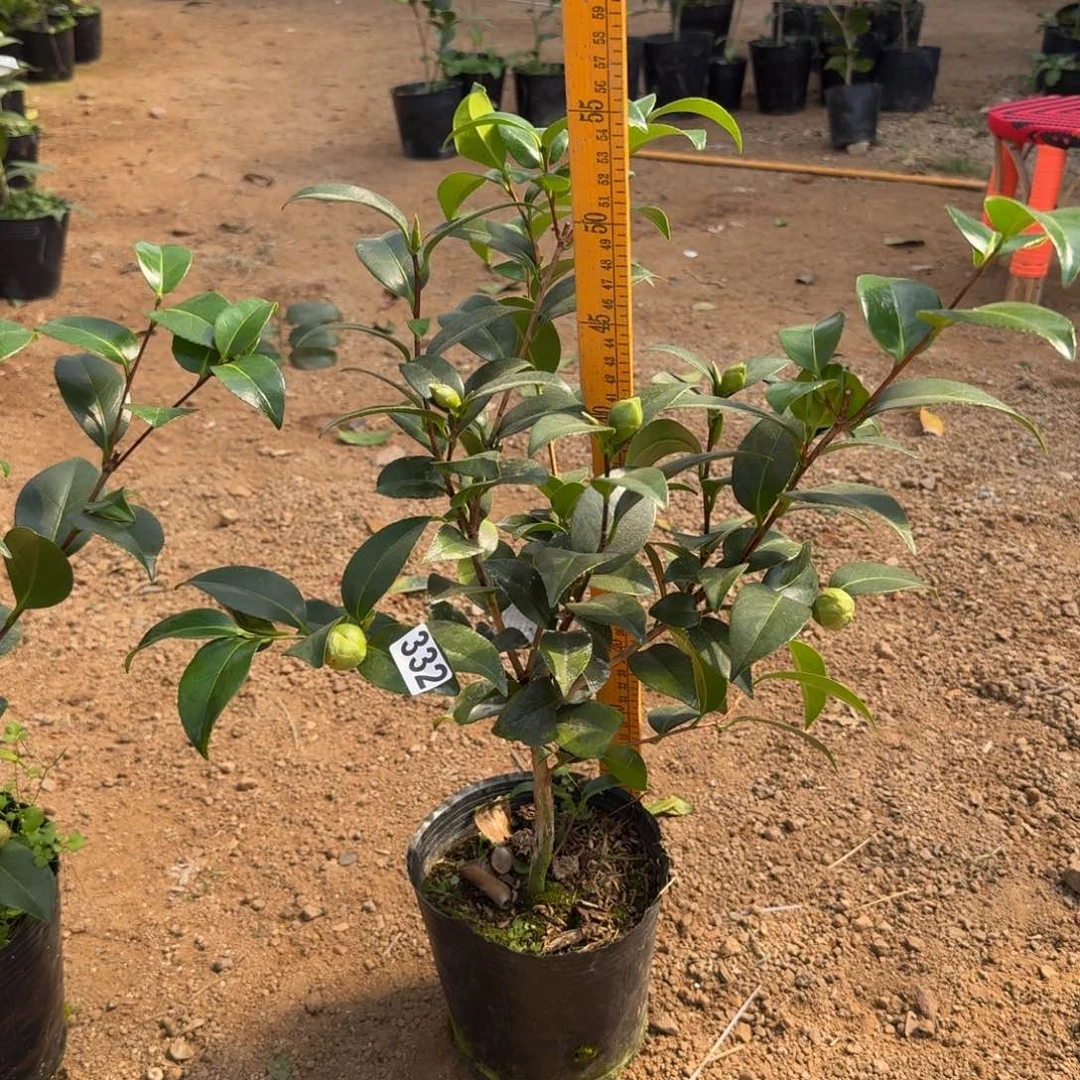 少量花朵（建议范围：2朵-5朵 或40%以下）332志愿者