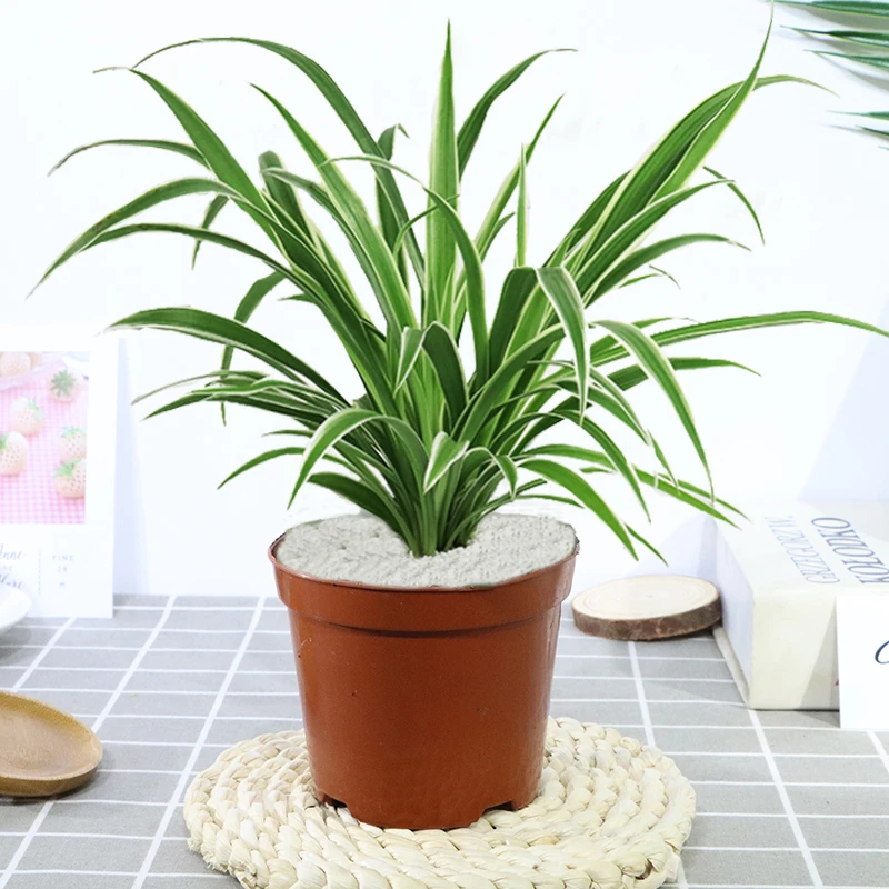 金边吊兰盆栽室内绿植水培植物净化空气吸甲醛四季常青