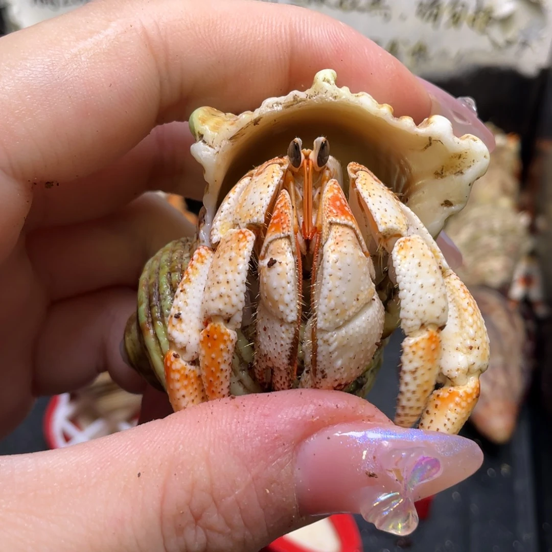 18号，2.3口毛球寄居蟹