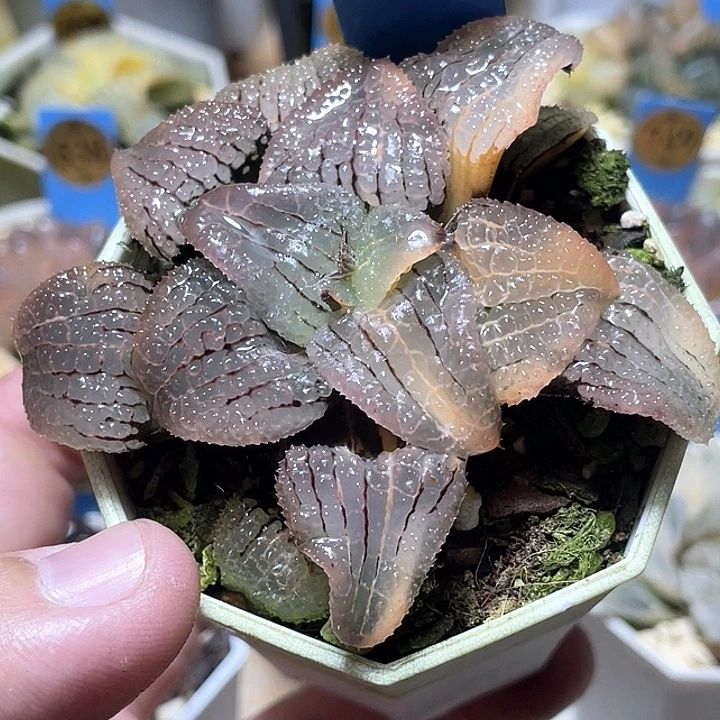 516天空之镜锦特选福利