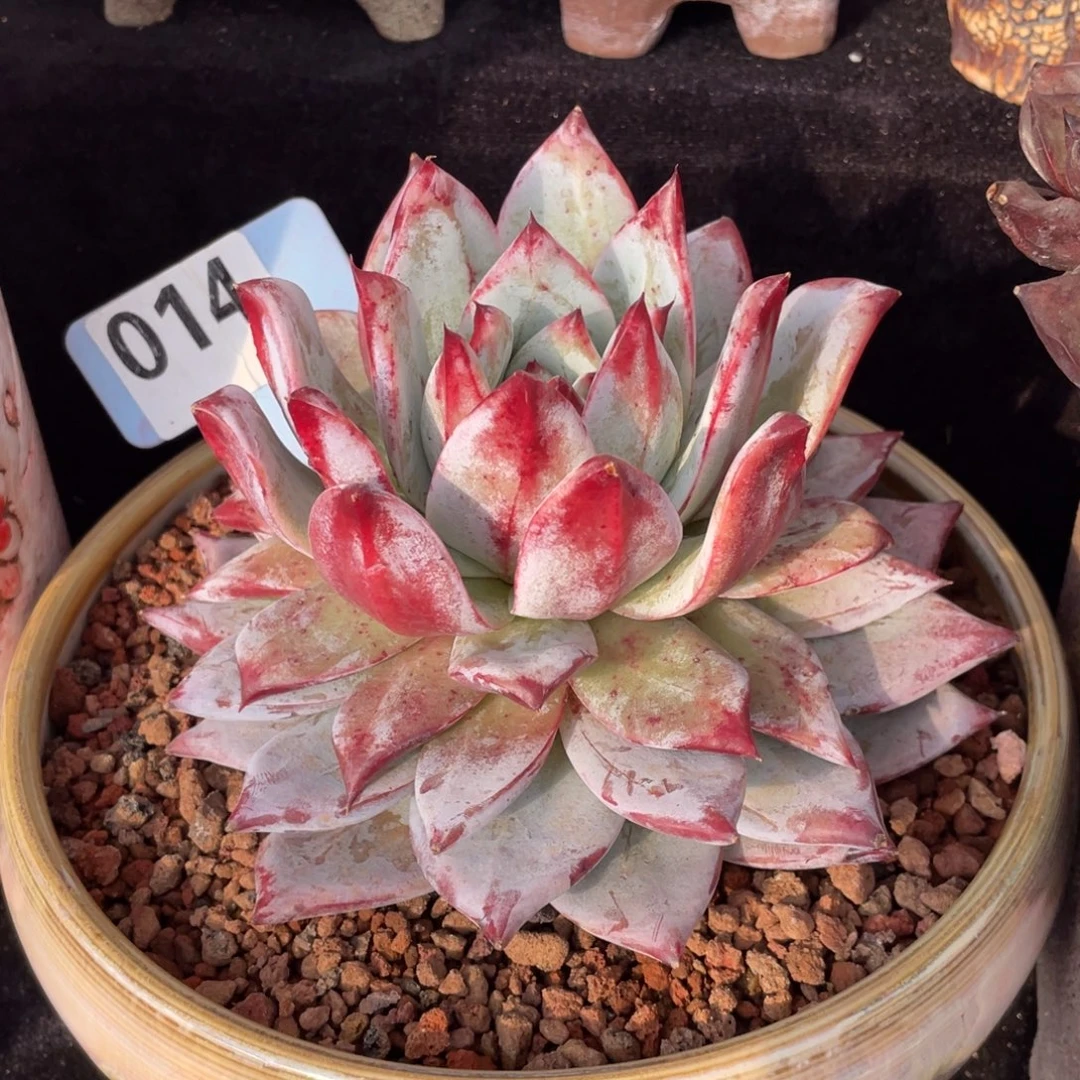 祖母绿多肉植物盆栽多肉植物