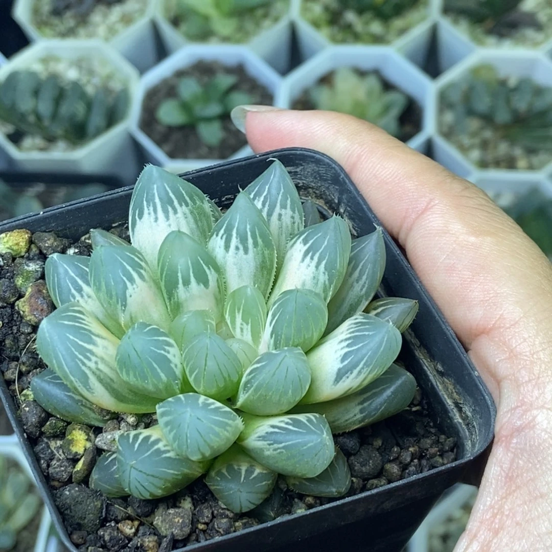 白糊斑霓虹灯玉露锦一物一拍