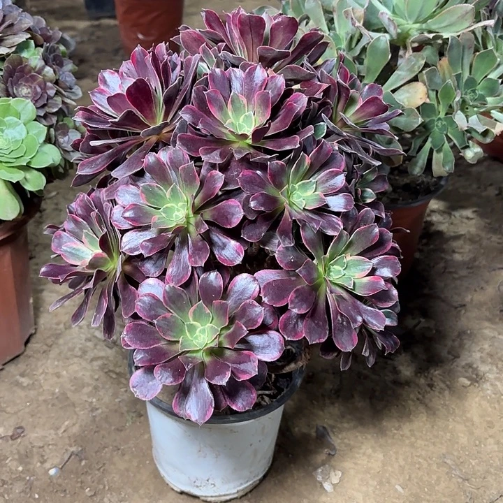 多肉植物金丝雀20