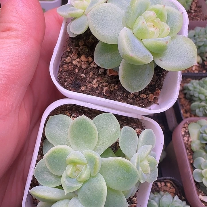 时光专拍两颗暴富