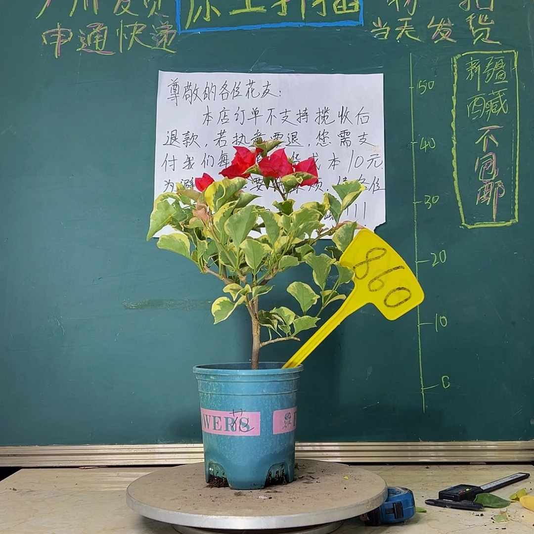 当前无花栽培后可以开花花叶红 860