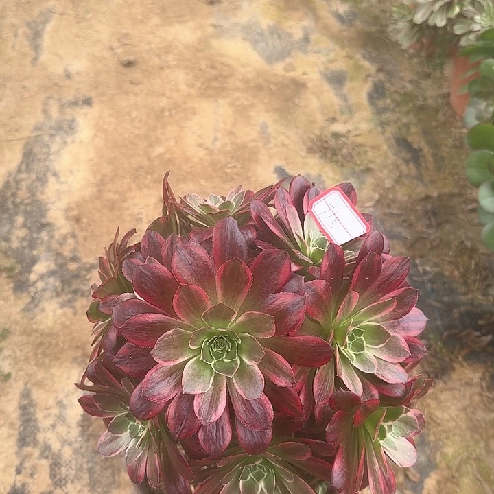 我**贝多肉植物安娜71号无售后