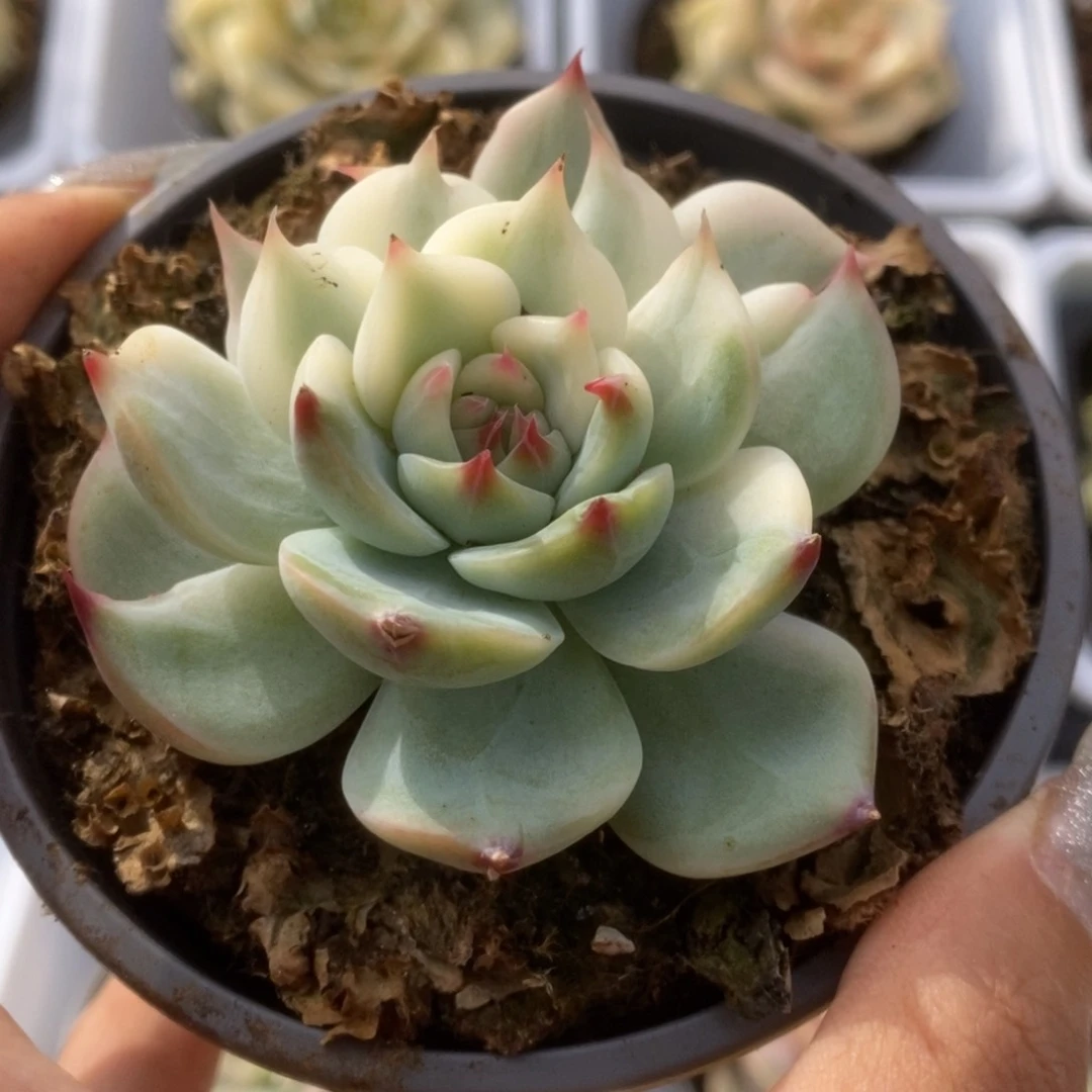 060锦锦锦锦锦锦锦锦锦
