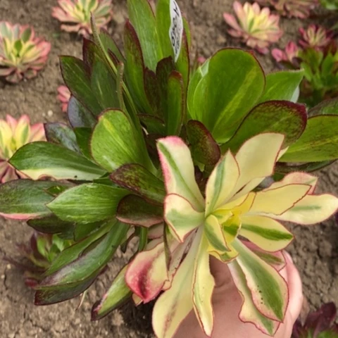 549嫁接魅影七彩满25包邮多肉