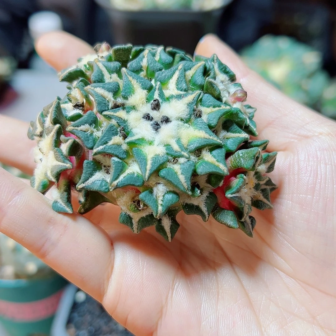 晚21姬牡丹无根7.5公分