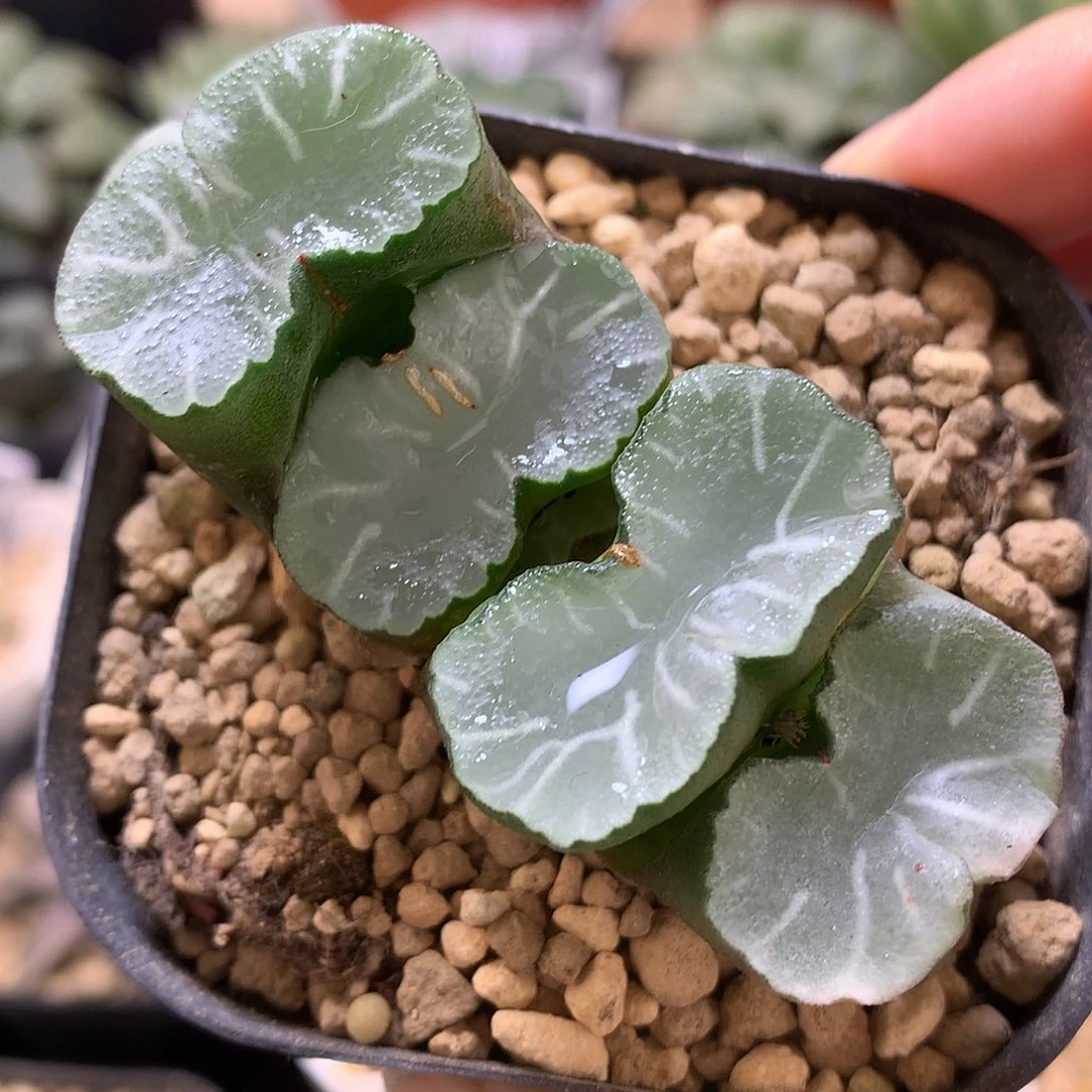 巨大白亚玉扇带盆土发货