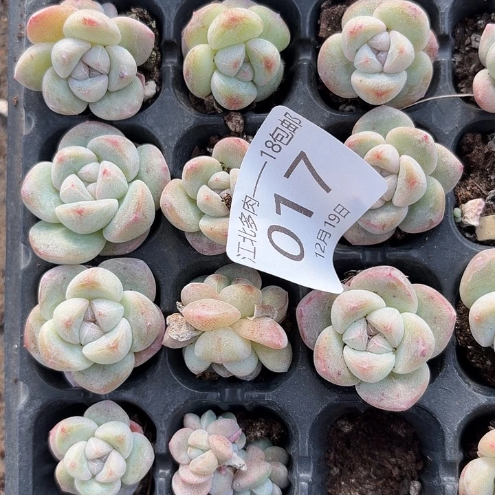 17号紫心冰玉到手15颗