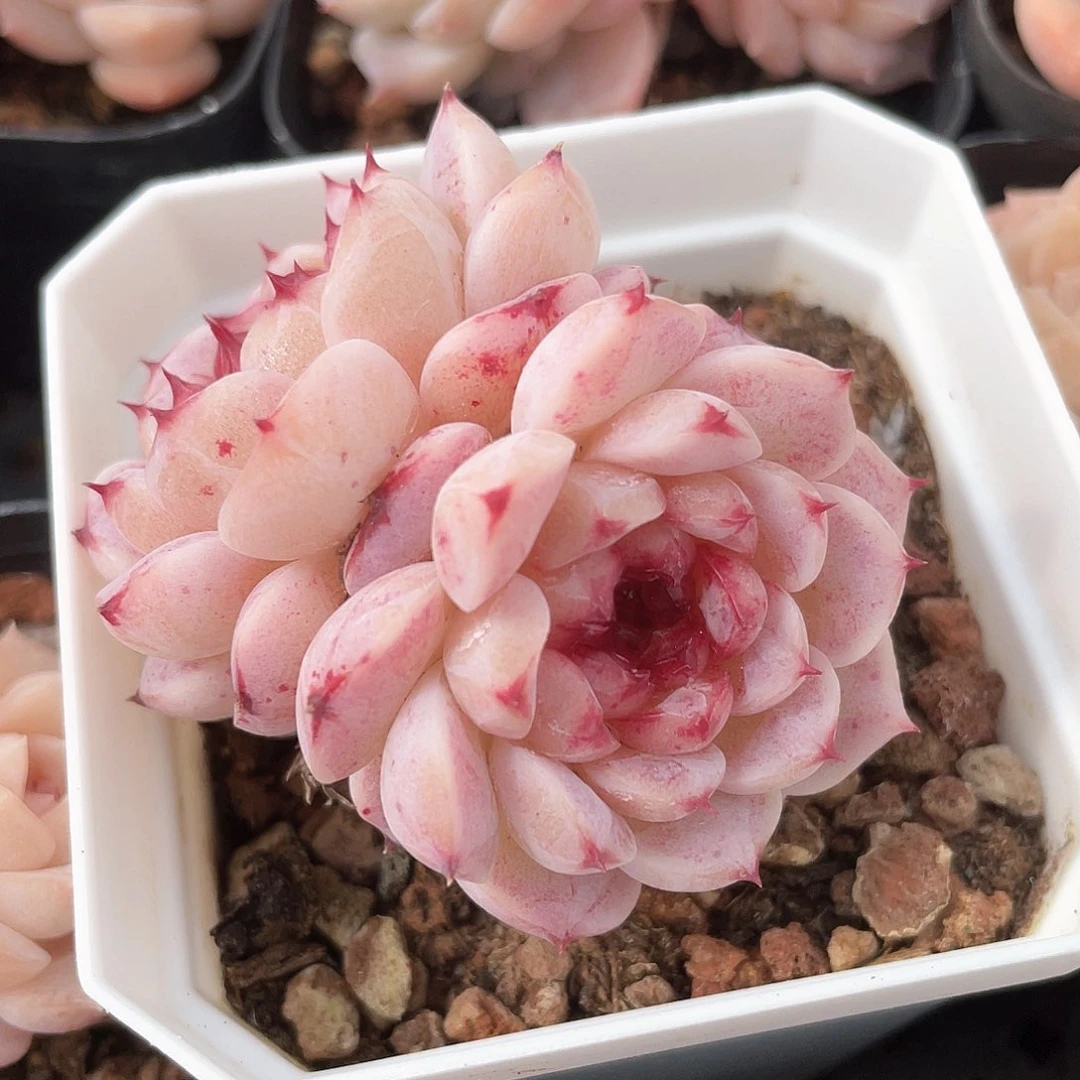 优选天鹅绒福利9237