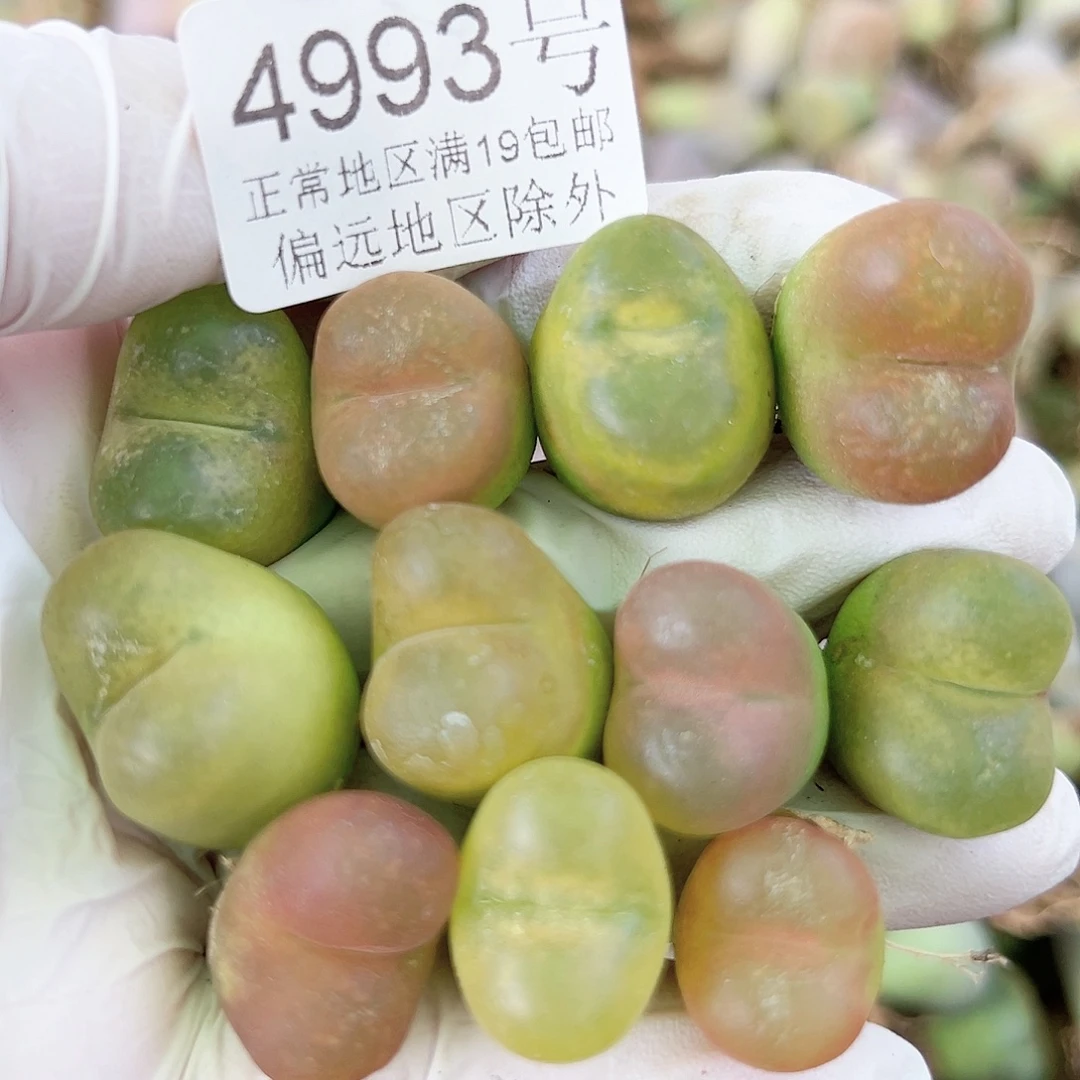 4993五年彩毛毛11个1.5-2cm