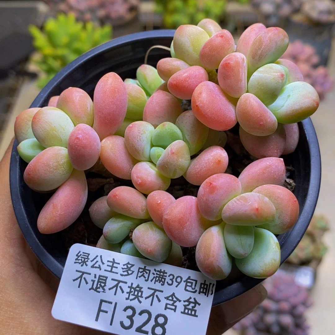 328橘子香水多肉7cm