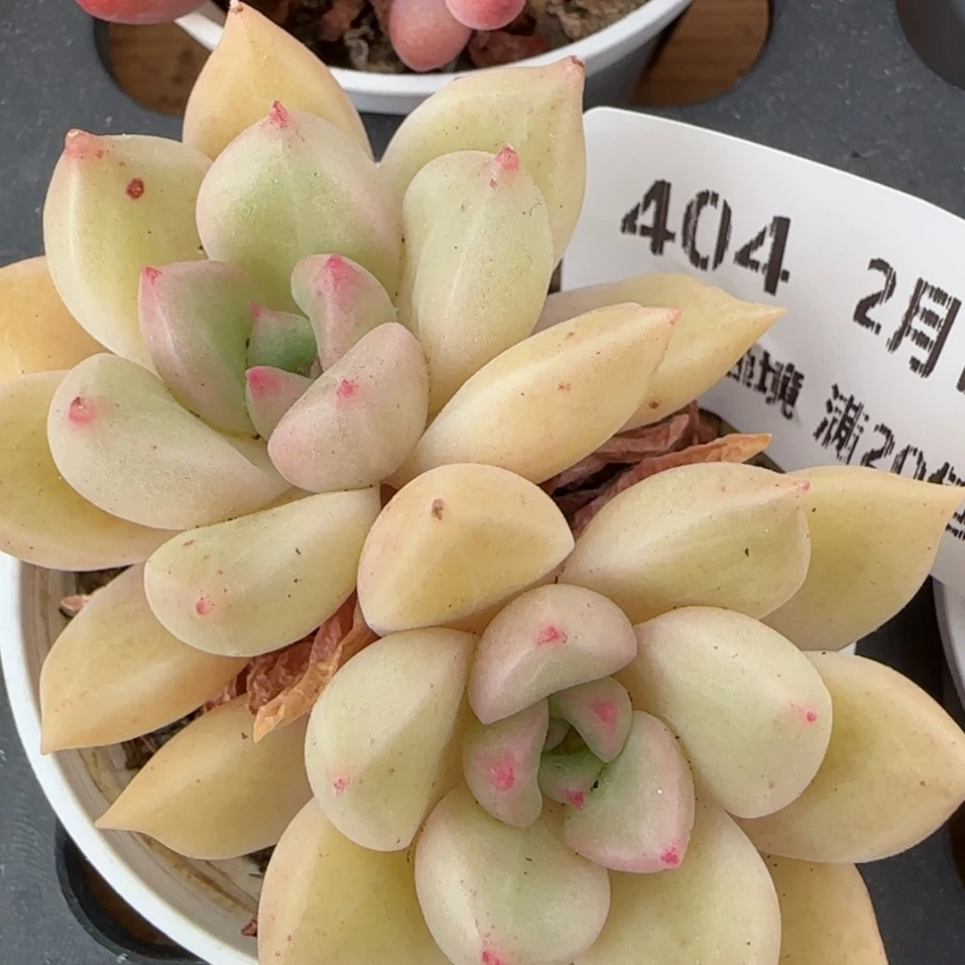 花语逸镜0214-404