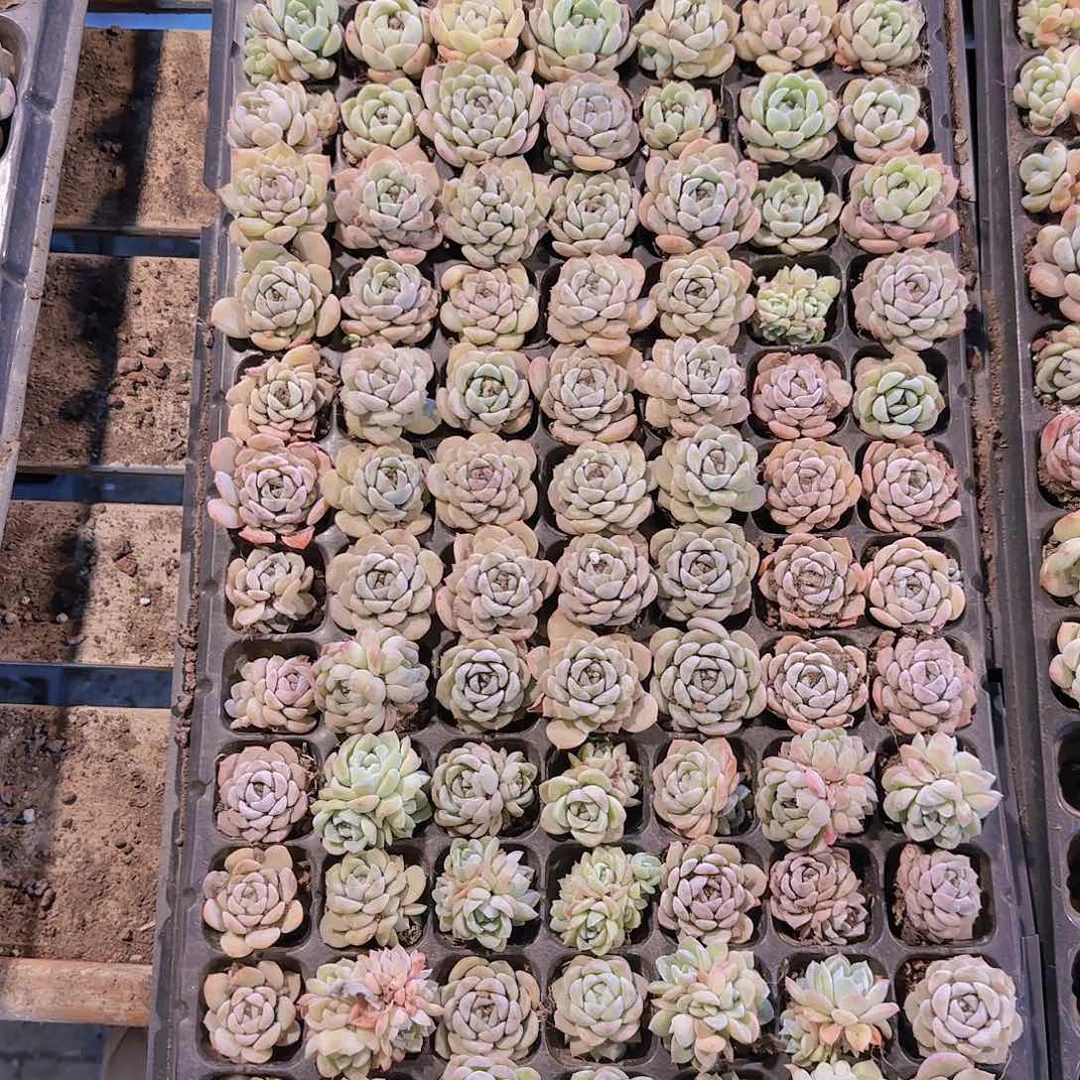 直播一物一拍多肉141