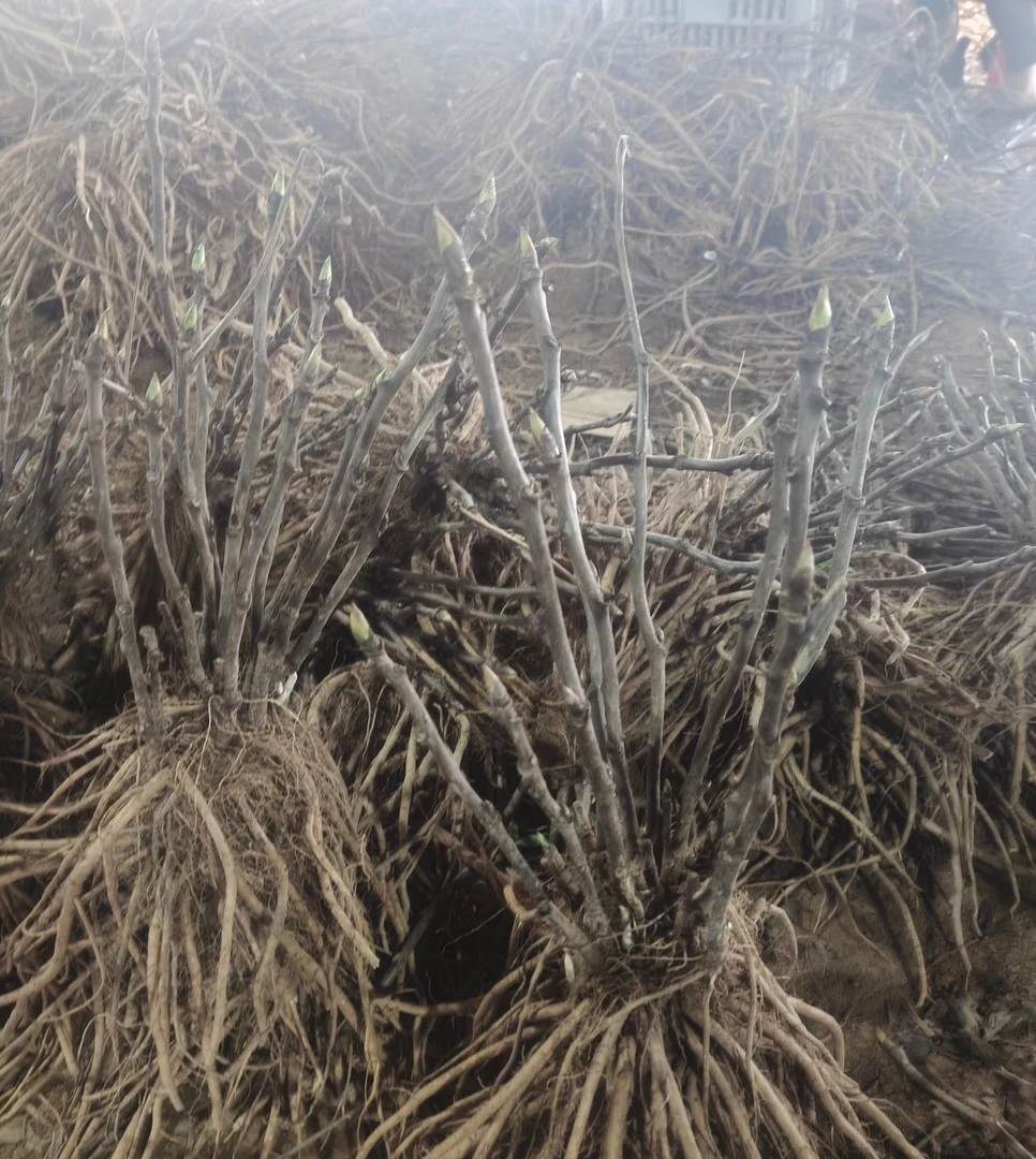 菏泽观赏牡丹新人福利款先发牡丹用品秋季裸根发苗