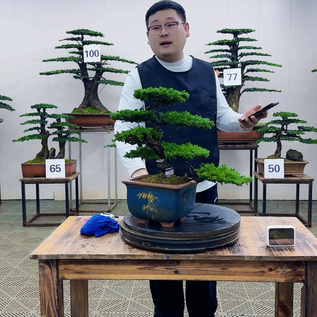 盆景柏树造型盆景