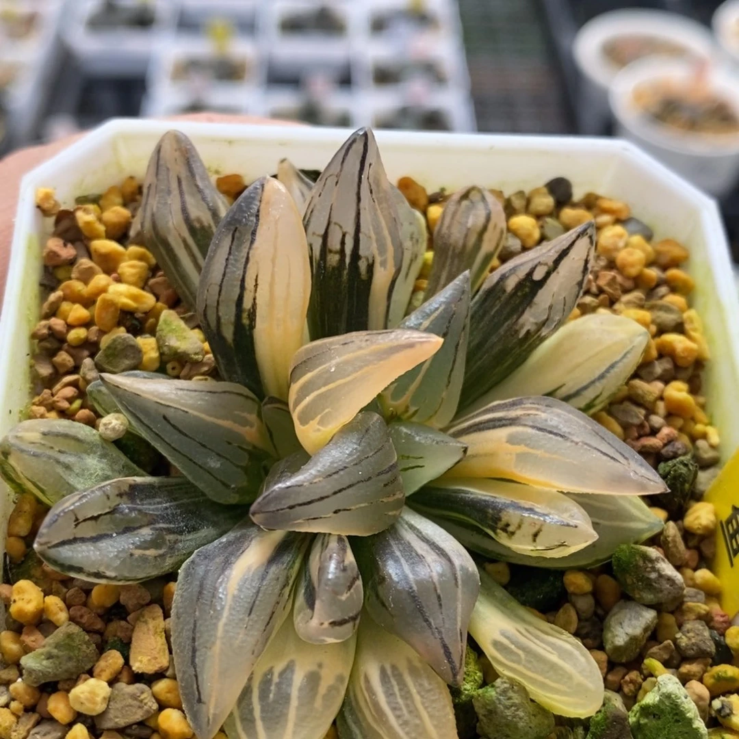 48号西瓜锦多肉锦