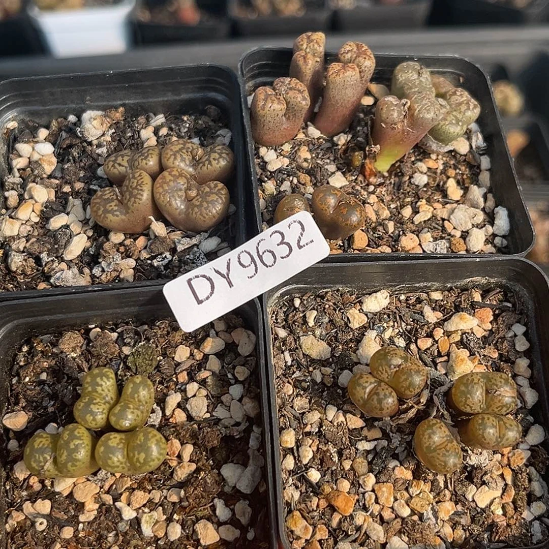 18包邮一物一拍勋章9532