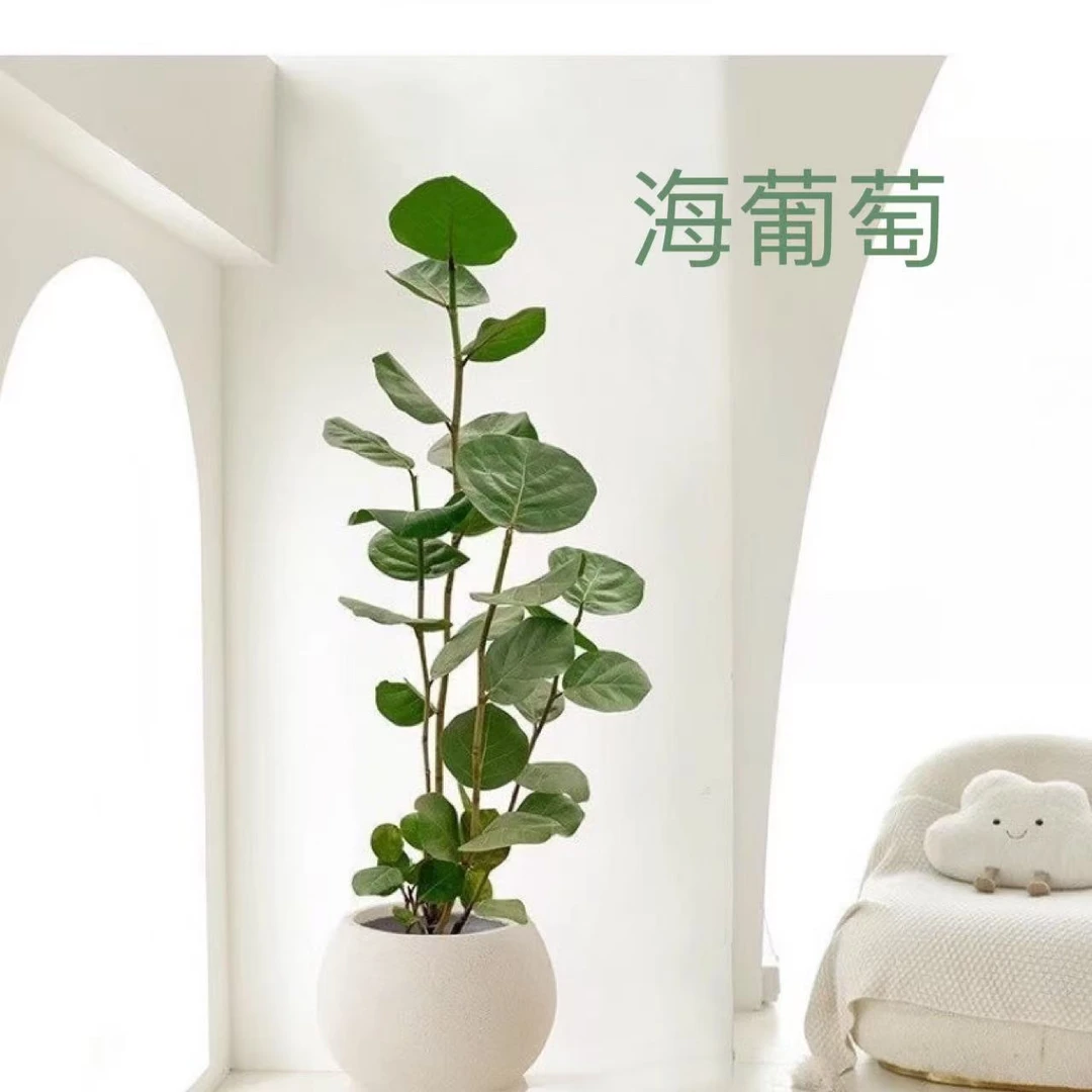 【整体高度100-120cm高颜值海葡萄 】室内大型高档高颜值好养绿植