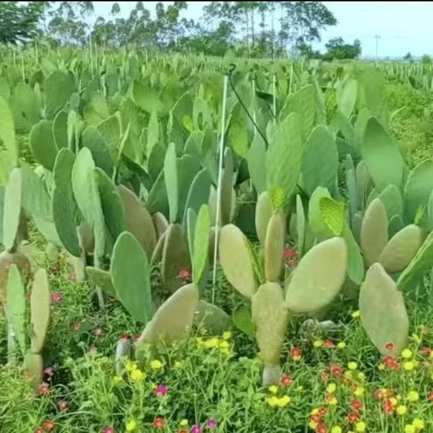 爱特诗美墨仙人掌叶片新鲜可种植栽培新鲜现采摘冷链发货可食用