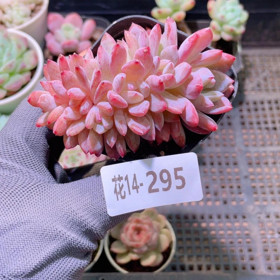 花利美14-295橙梦露缀化