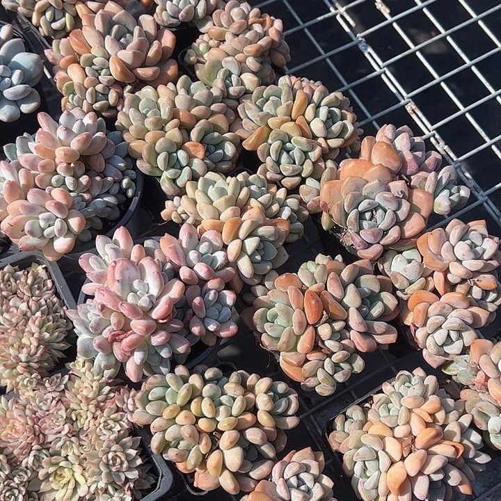 白露多肉植物精品