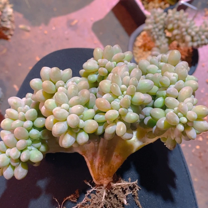 【闪购商品】吹****?111111