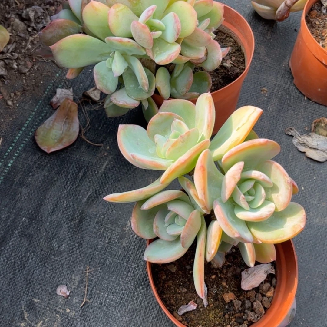 【闪购商品】无花朵