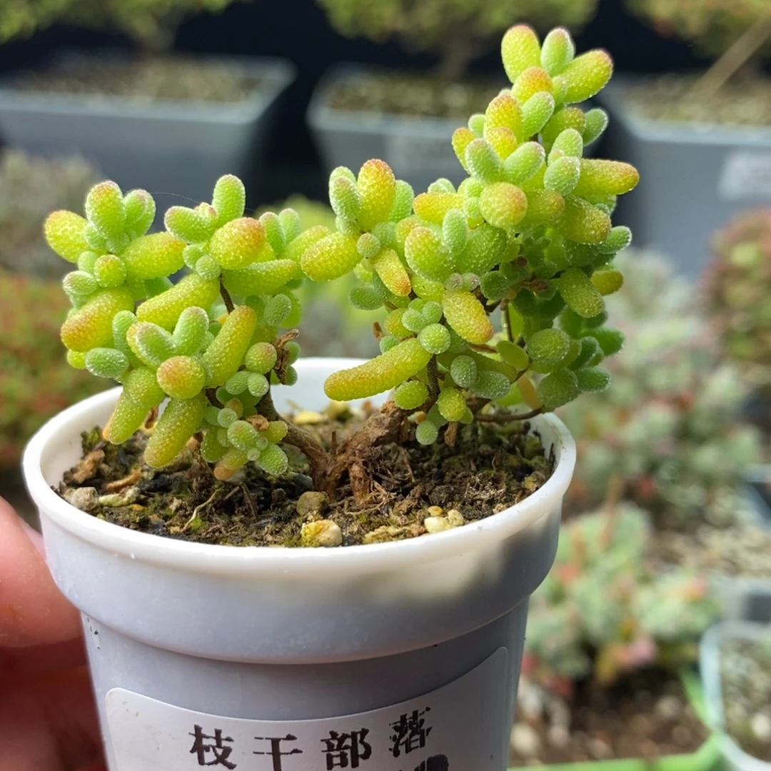 2172金桔糖球 。