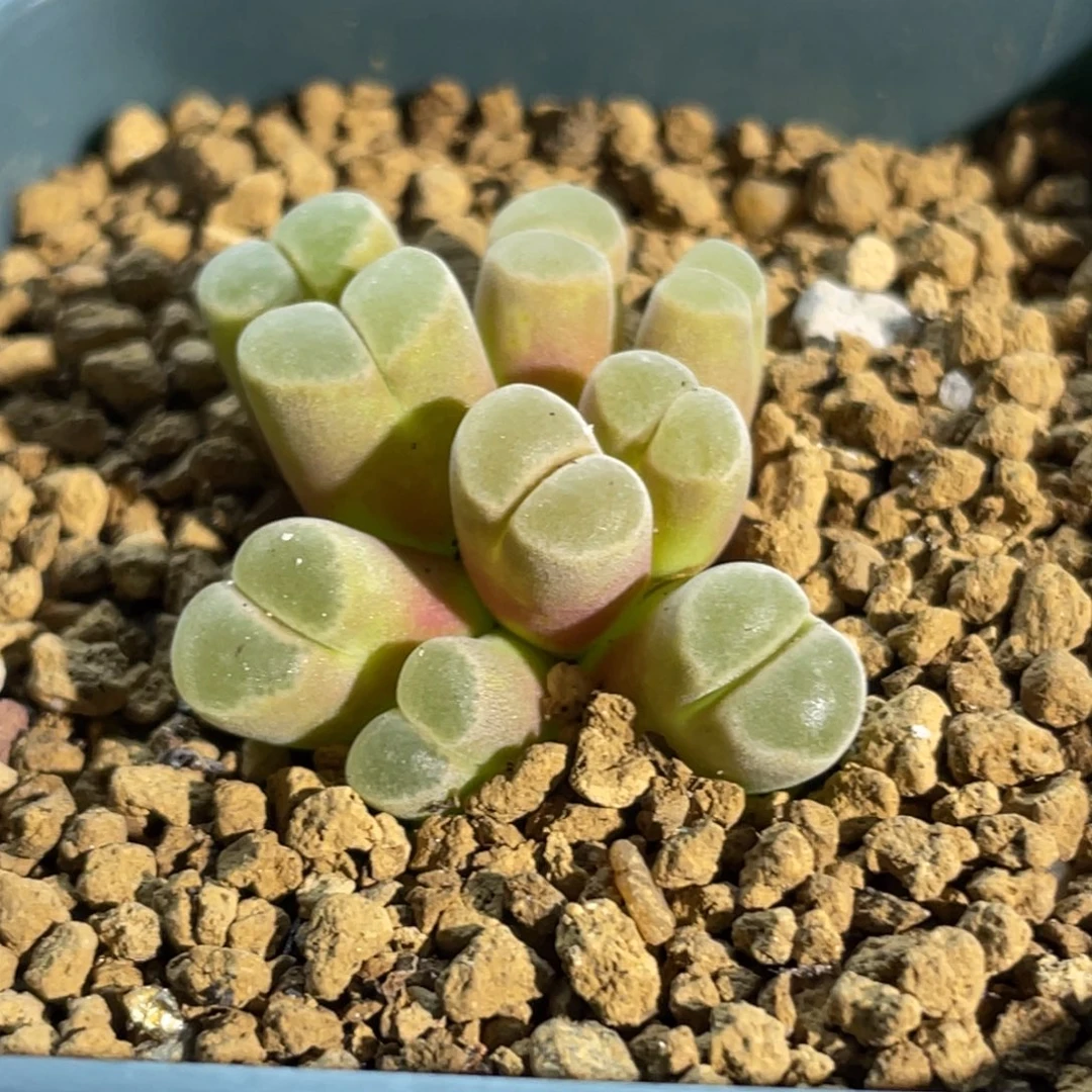 骚粉佛肚福利植物一物一拍