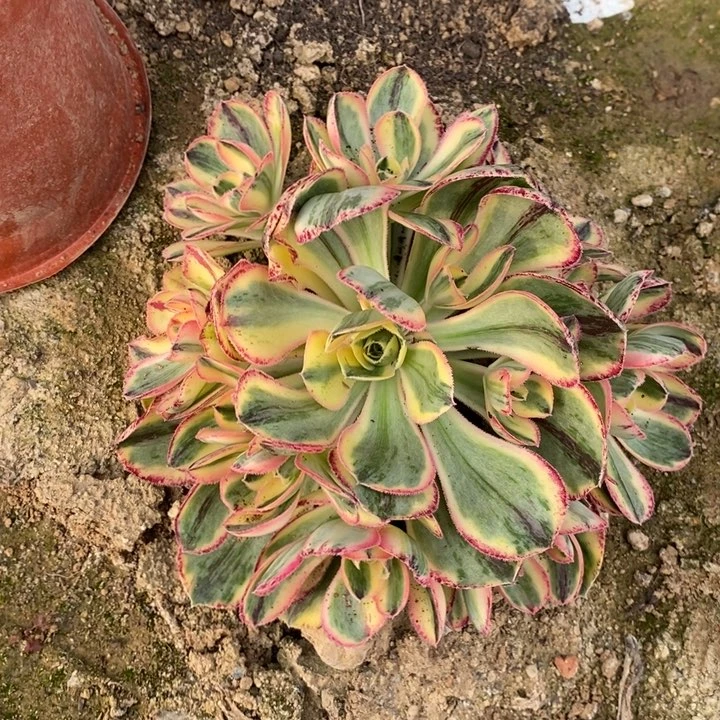 青花瓷多肉法师11