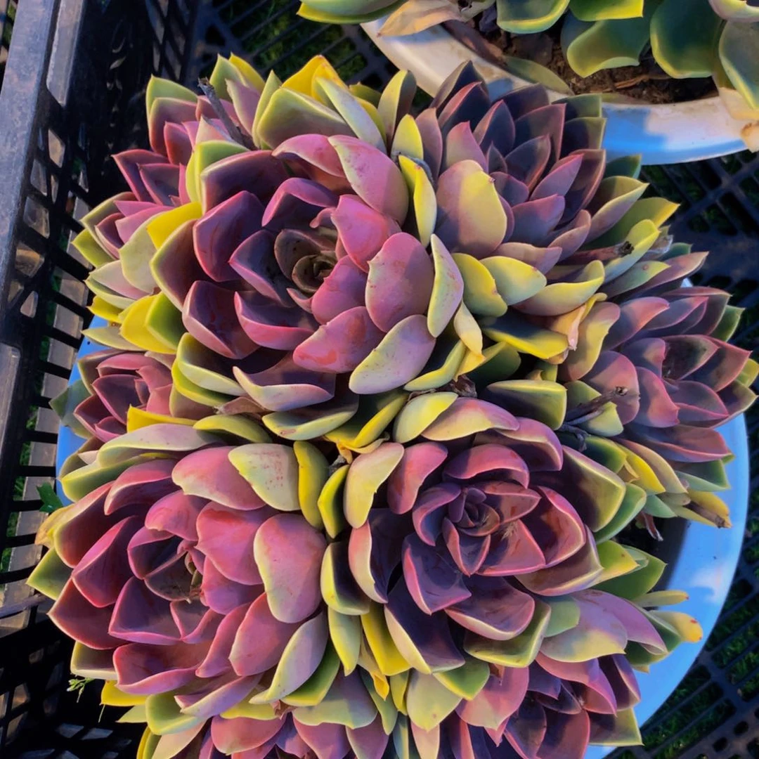 琼斯超大群紫气东来七头起