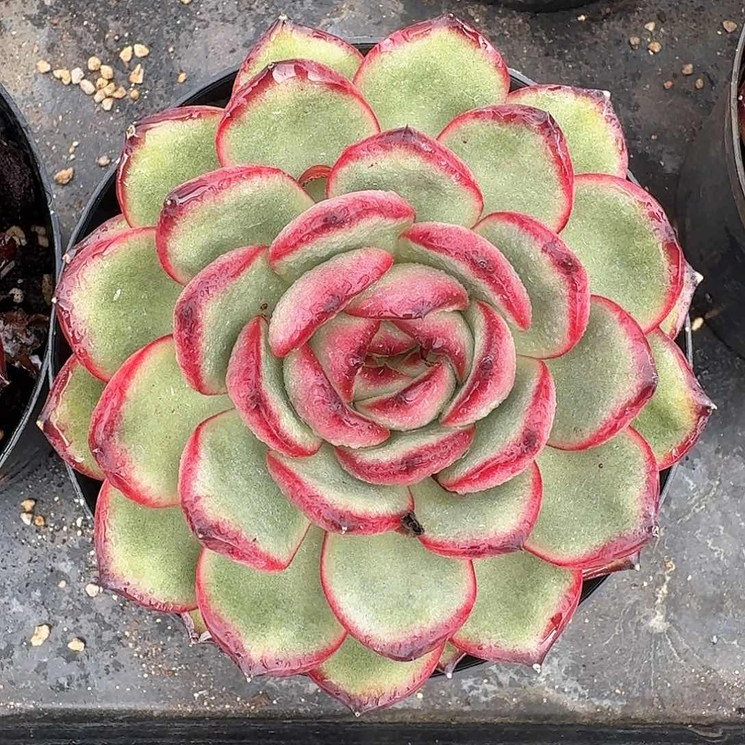 从前慢多肉编号万宝龙