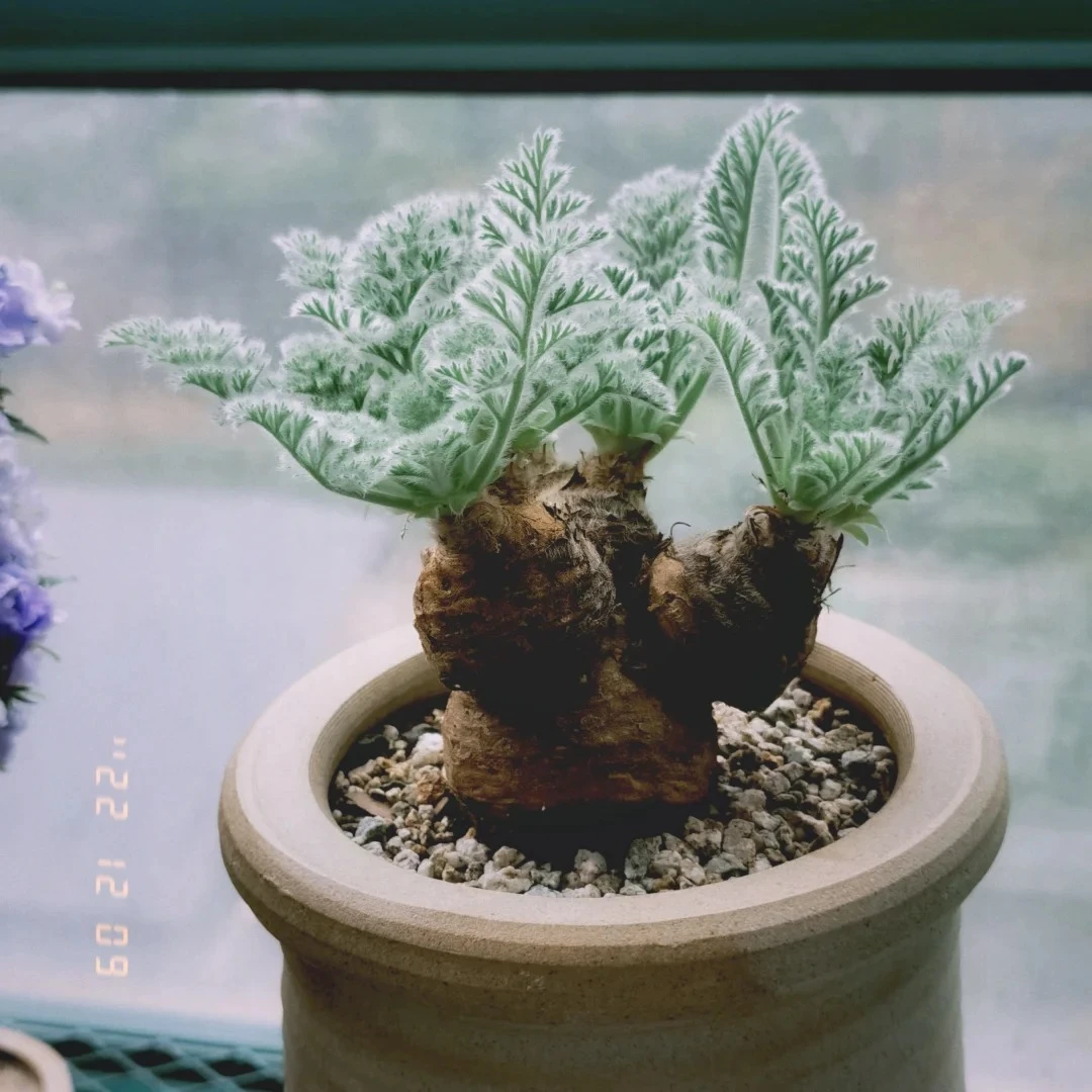 羽叶洋葵块根毛茸茸多肉植物